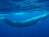 Blue-whales-Pacific-Ocean-California-Near-extinction-endangered-species-Wildlife