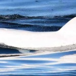 Rare White Dolphin Spotted Off California Coast