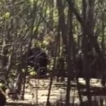 The Skunk Ape of Lettuce Lake VIDEO