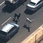 The Great Llama Chase in Sun City Arizona of 2015