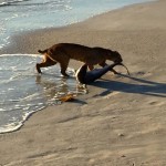 Bobcat Catches a Shark in Florida