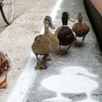 Ducks Get Special Walk Way in UK VIDEO
