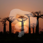 African Legends of the Ancient Baobab Tree VIDEO