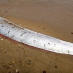 Earthquake Prophecy: Giant Oarfish Found on California’s Catalina Island