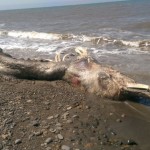 Strange Furry Dolphin Monster Found on Russian Coast VIDEO