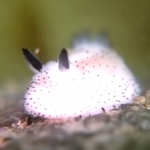 Sea Bunny Slugs All the Rage in Japan
