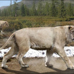 Huge Collection of Giant Cave Lion Fossils Found in Russian Cave