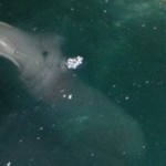Bizarre Dolphin Monster Seen off Greek Coast