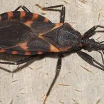 “Kissing Bug” Can Cause Deadly Bites Found in the USA