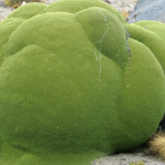 Strange Green Blobs Found in Andes Mountains are 3,000 Years Old