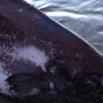 Rare Sightings of Ragfish Off Alaska Coast Concern Biologists