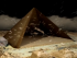 archaeologists-will-use-comic-rays-to-scan-the-pyramids-in-hopes-to-uncover-secrets-of-ancient-egypt