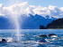 juneau-alaska-whales-770