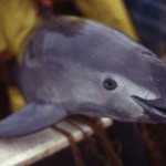 World’s Smallest Porpoise May Be Extinct in 4 Years