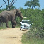 Elephant Sits on Car VIDEO