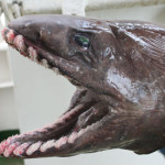 Weird ‘Monster’ Shark Caught in Australia