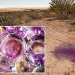 Purple ‘Alien Eggs’ Found in Arizona Desert