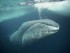 secret to long life may be found in whale dna proxy ponder