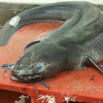 Huge 7ft Eel Caught off UK Coast VIDEO
