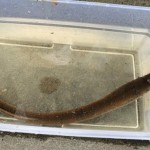 Arctic Lampreys Are Falling From the Sky in Alaska