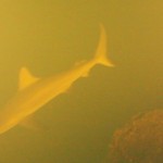 Sharks Found in Active Underwater Volcano Baffle Scientists