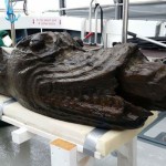 Medieval Danish ‘Sea Monster’ Found in Baltic Sea