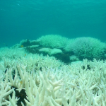 El Nino May Bring Global Coral Reef Bleaching Event Next Year