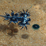 Strange Blue Sea Creature Found in Australia