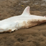 Albino Great White Shark Found on Australia Beach