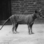 Extinct Tasmanian Tiger Spotted in Southern Australia (Video)