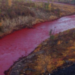 Russian River Turns Blood Red Again