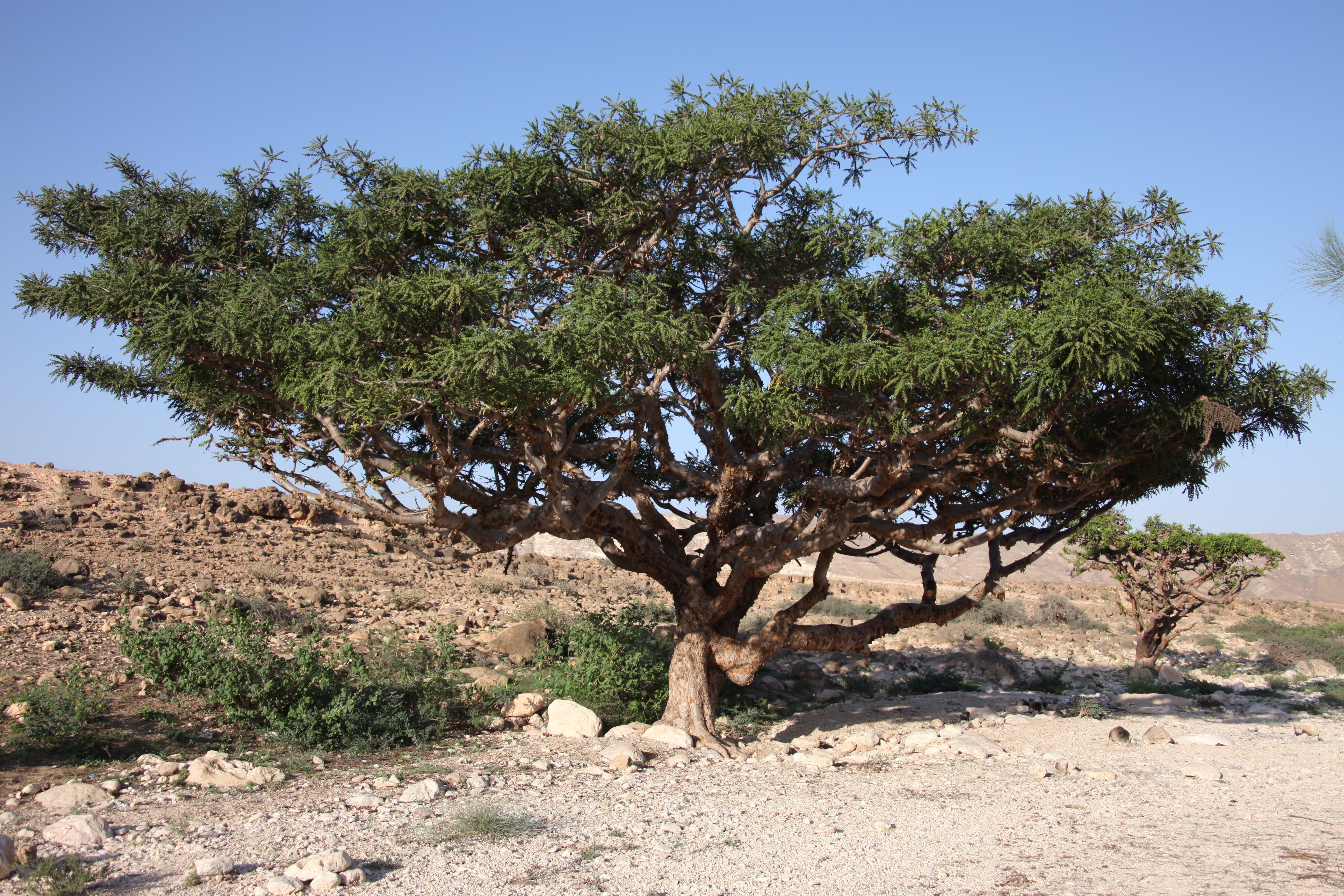 Boswellia Tree in Somalia